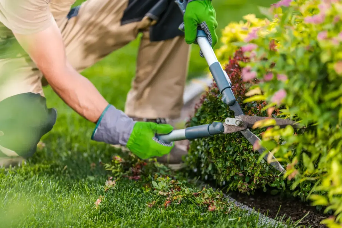 Jardineiro de luvas podando arbusto com tesoura de poda sobre gramado