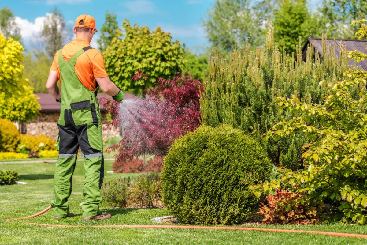 Jardineiro regando jardim paisagístico com arbustos, coníferas e folhagens coloridas